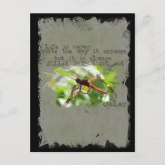 Postales de Dragonfly
