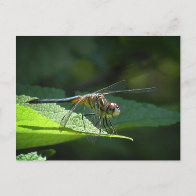 Postales de Dragonfly de Blue Dasher (Anverso)