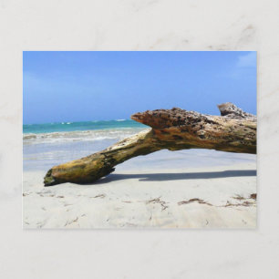 Postales de Driftwood