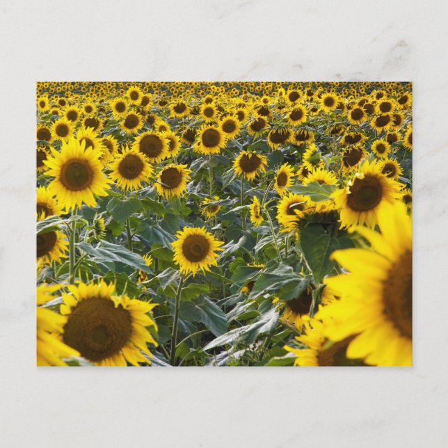 Postales de ducha de girasol de verano (Anverso)