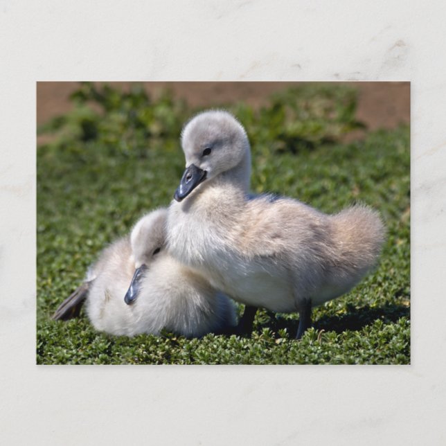 Postales de Ducklings Feo (Anverso)