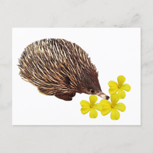 Postales de Echidna y Frangipani