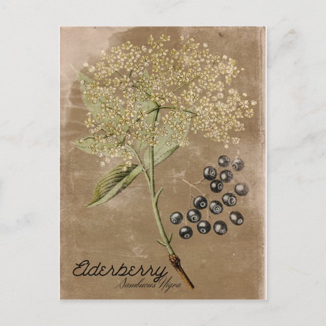 Postales de Elderberry de estilo vintage (Anverso)