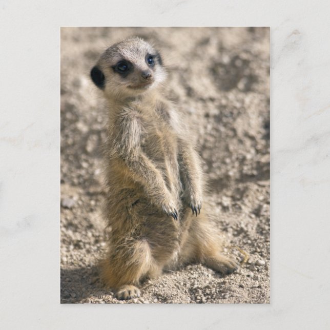 Postales de entrenamiento (Anverso)