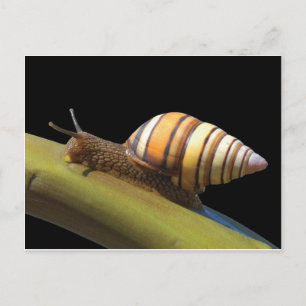Postales de Fancy Snail
