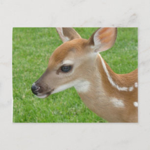 Postales de Fawn