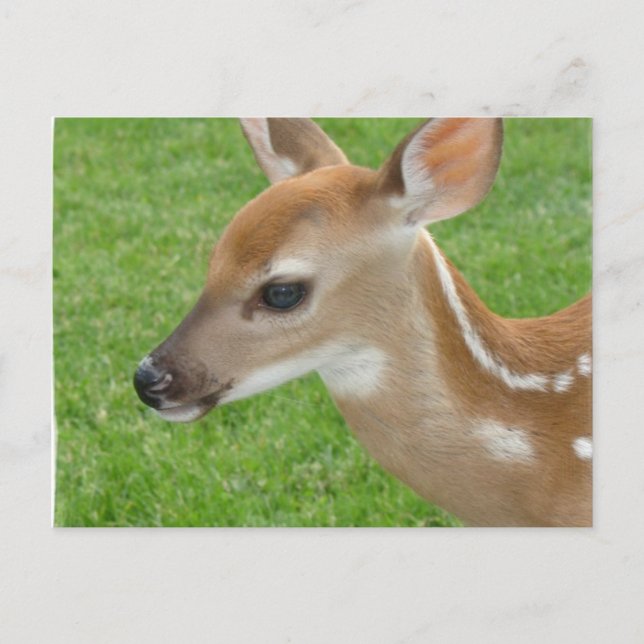 Postales de Fawn (Anverso)