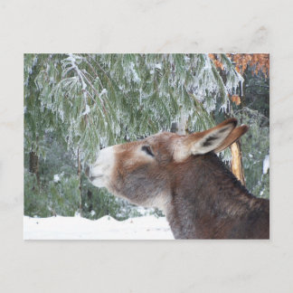 Postales de feriado de Donkey