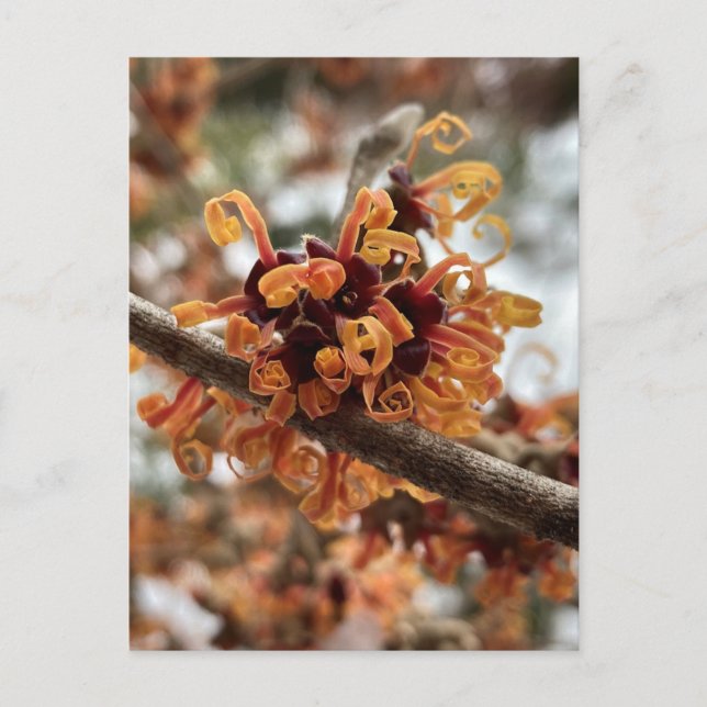 Postales de feriado de invierno (Anverso)