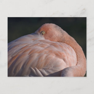 Postales de Flamingo Dormido
