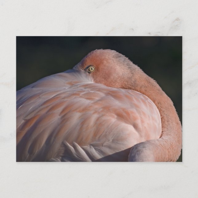 Postales de Flamingo Dormido (Anverso)