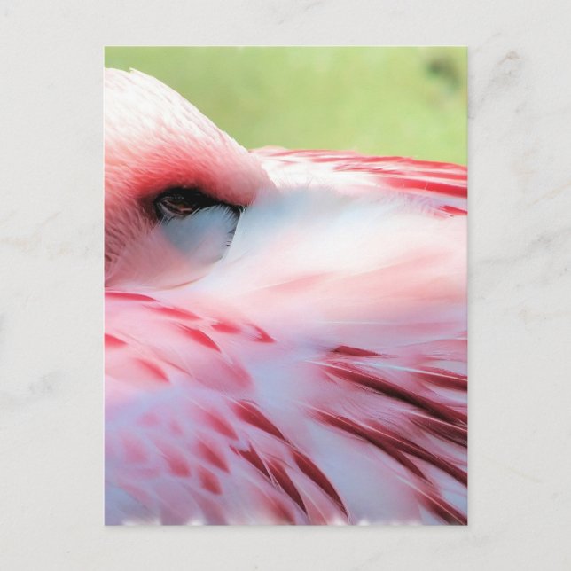 Postales de Flamingo Feathers (Anverso)