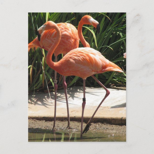 Postales de Flamingos (Anverso)