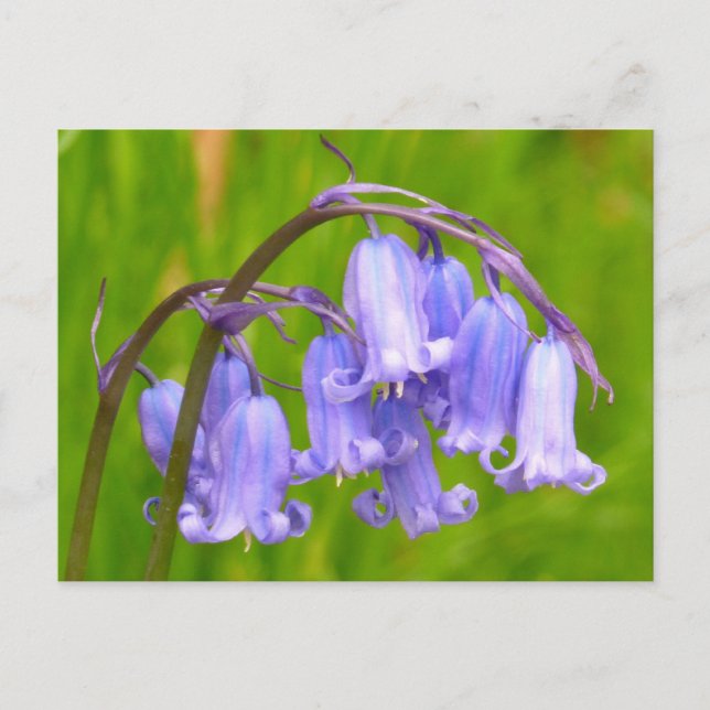 Postales de Flor Azul inglesa (Anverso)