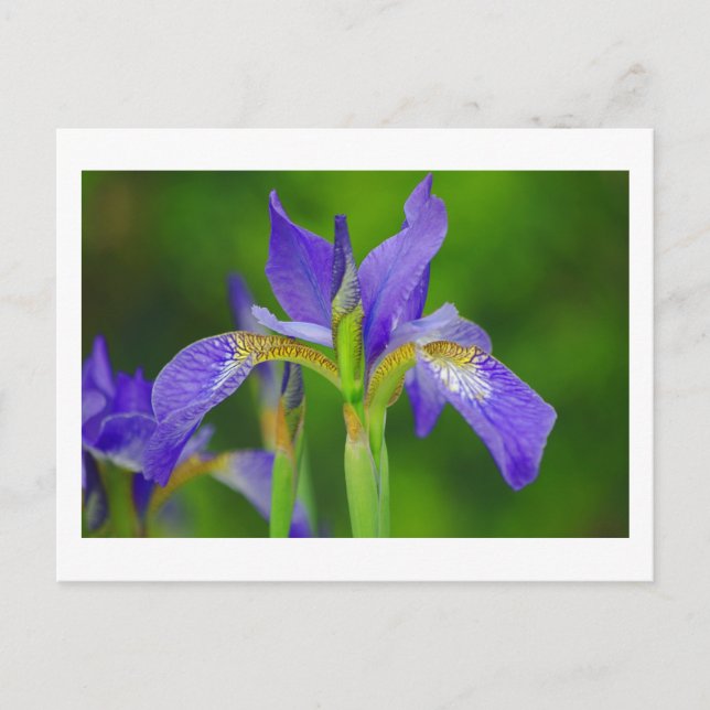 Postales de Flor Azul Iris (Anverso)