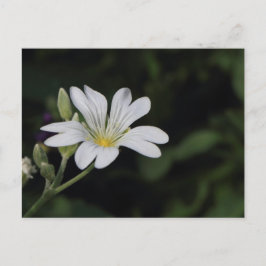 Postales de flor blanca