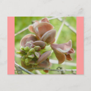 Postales De Flor De Color Rosa