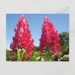 Postales de flor de llama