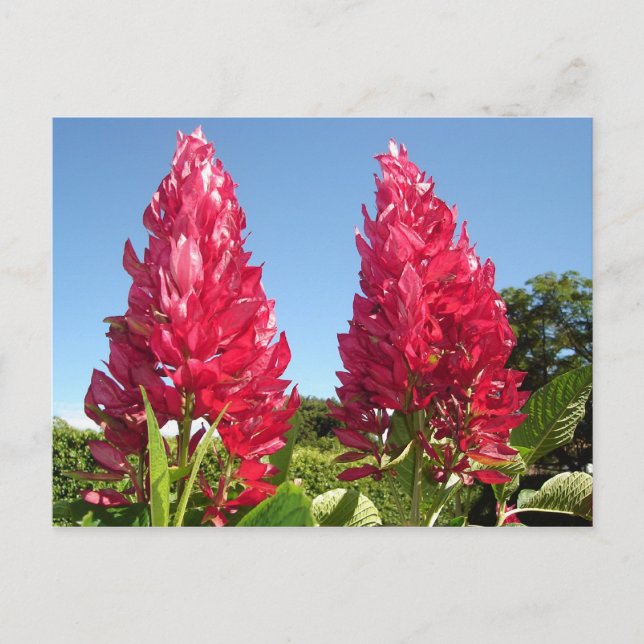 Postales de flor de llama (Anverso)