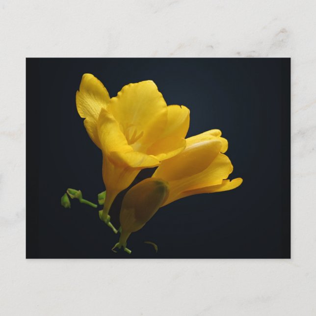 Postales de flor de piel amarilla (Anverso)