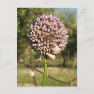 Postales de Flor Salvaje