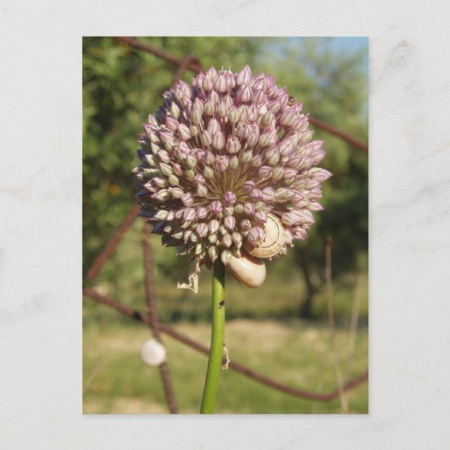 Postales de Flor Salvaje (Anverso)