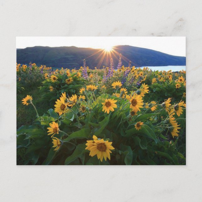 Postales de Flor Salvaje (Anverso)