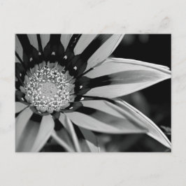 Postales de Flor Silvestre Negra y Blanca