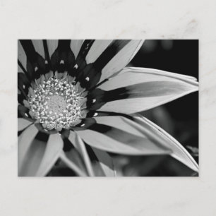 Postales de Flor Silvestre Negra y Blanca