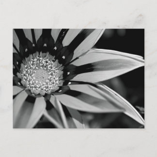 Postales de Flor Silvestre Negra y Blanca