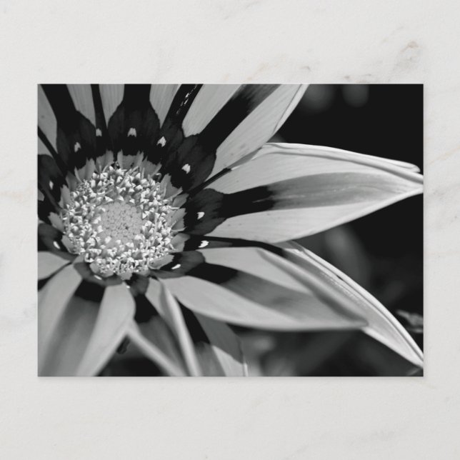 Postales de Flor Silvestre Negra y Blanca (Anverso)