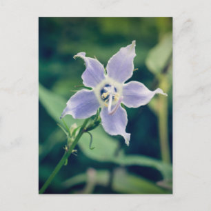 Postales de Flor Silvestre Tall Bellflower