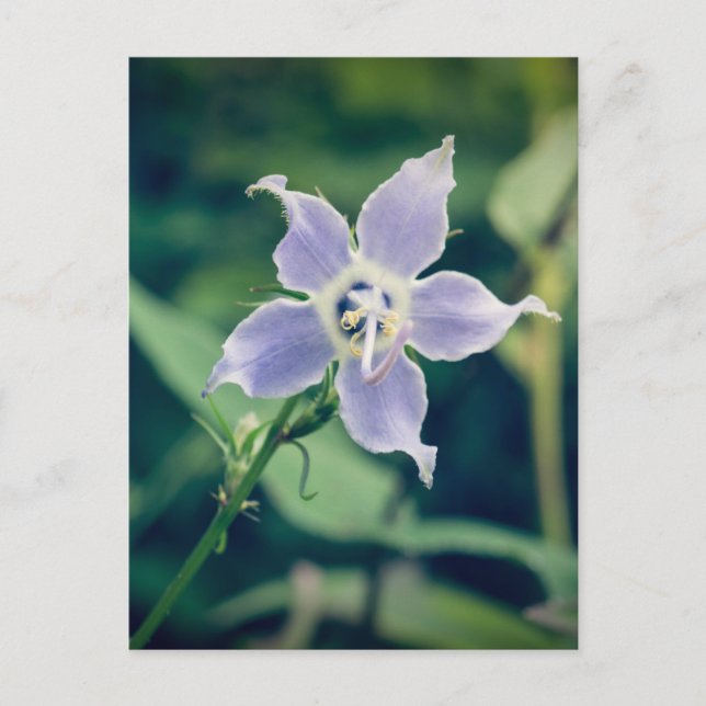 Postales de Flor Silvestre Tall Bellflower (Anverso)