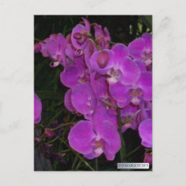 Postales de FLORA #3 COLORIDAS