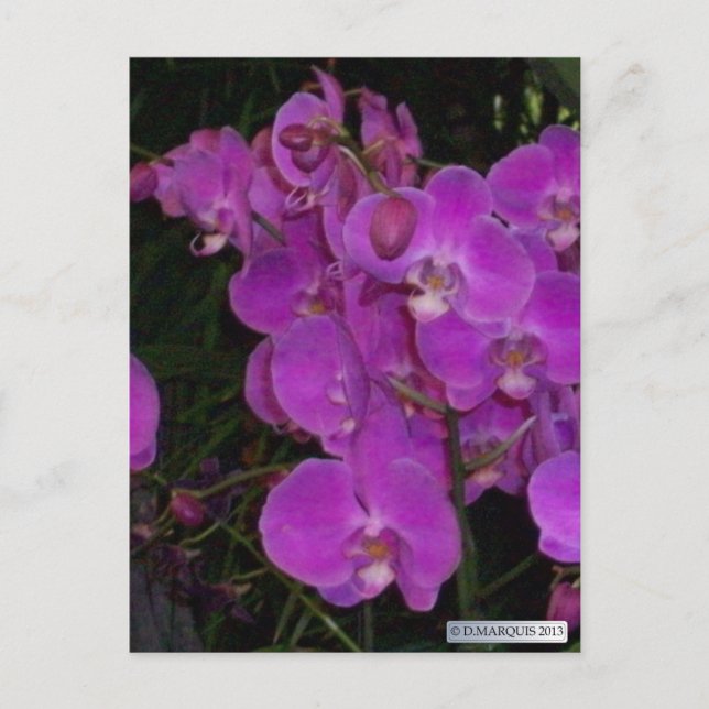 Postales de FLORA #3 COLORIDAS (Anverso)