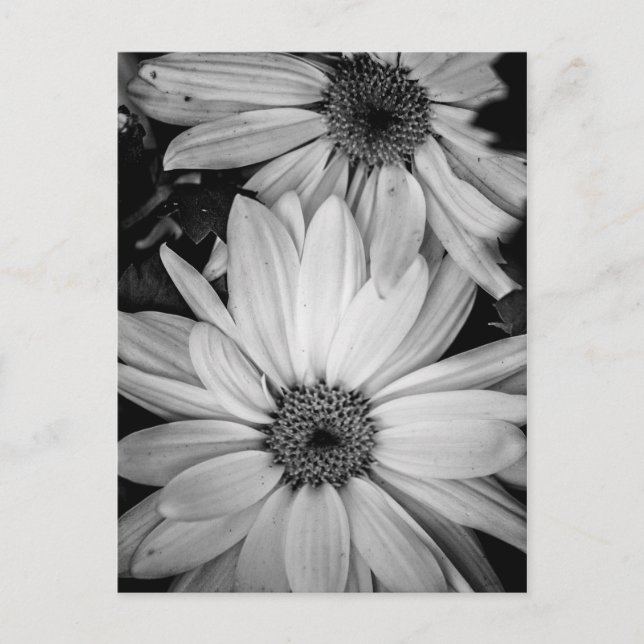 Postales de flores (Anverso)