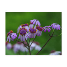 Postales de flores