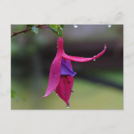 Postales de flores