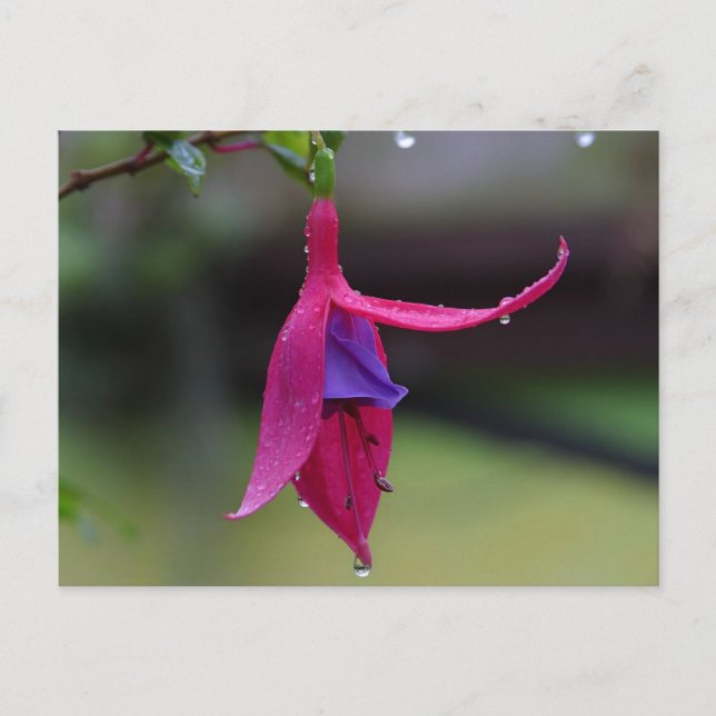 Postales de flores (Anverso)