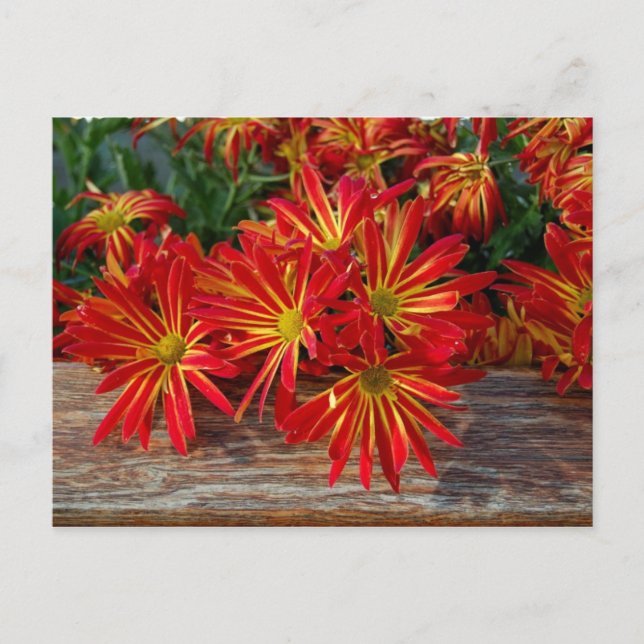 Postales de flores (Anverso)