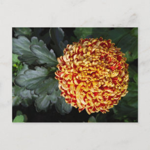 Postales de flores
