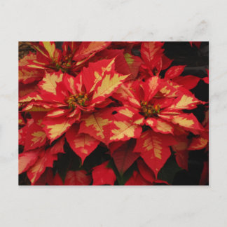 Postales de flores