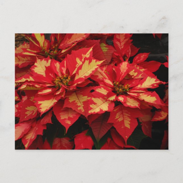 Postales de flores (Anverso)