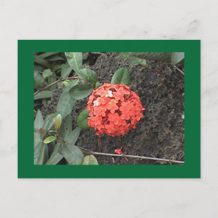Postales de flores