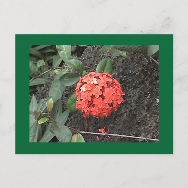 Postales de flores (Anverso)