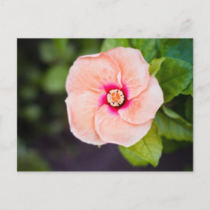 Postales de flores