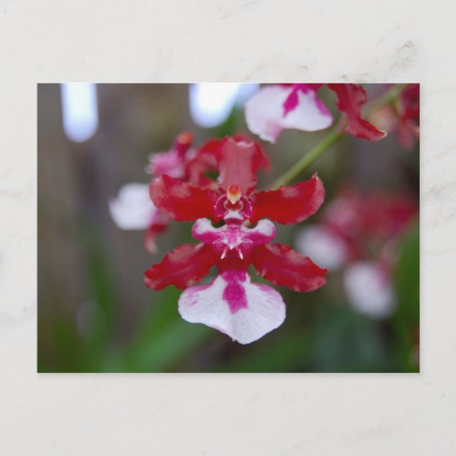 Postales de flores (Anverso)