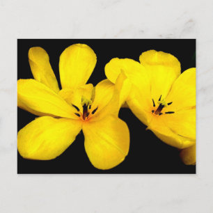 Postales de flores amarillas