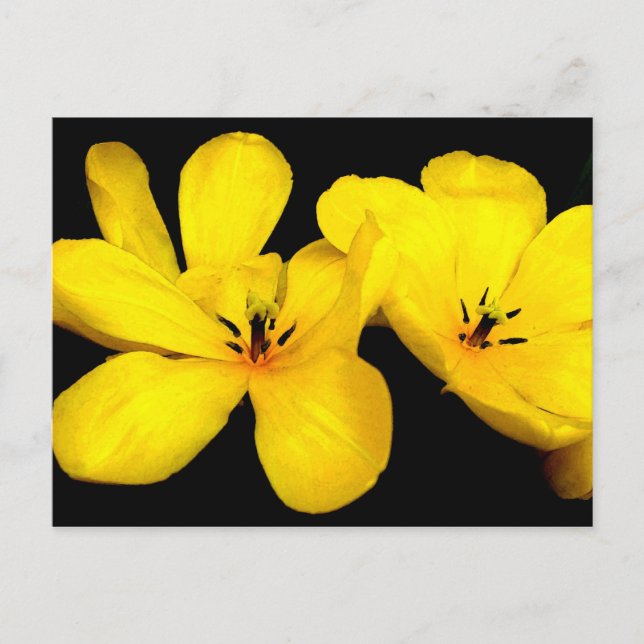 Postales de flores amarillas (Anverso)