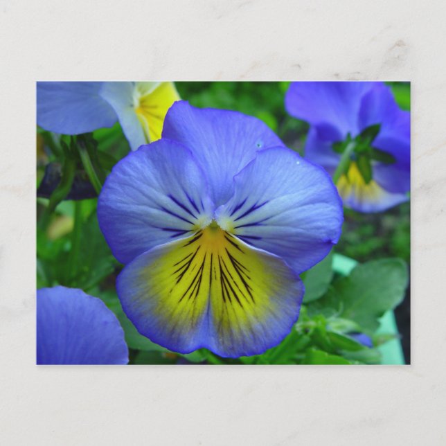 Postales de flores azules y amarillas (Anverso)